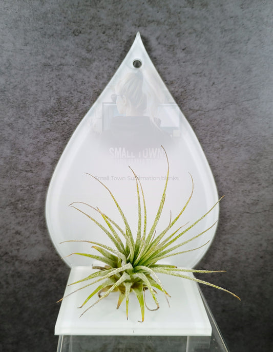 Teardrop acrylic Air plant holder.